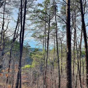 8648 Groundhog Rd, Adger, AL 35006 by Access Land Co H