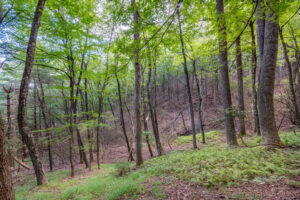 Cox Store Rd SW, Floyd, VA 24091-28