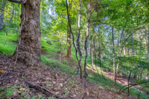 Cox Store Rd SW, Floyd, VA 24091-35