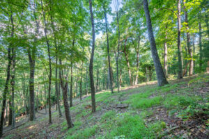 Cox Store Rd SW, Floyd, VA 24091-41
