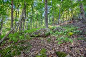 Cox Store Rd SW, Floyd, VA 24091-42