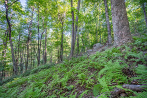 Cox Store Rd SW, Floyd, VA 24091-43