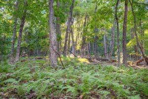Cox Store Rd SW, Floyd, VA 24091-44