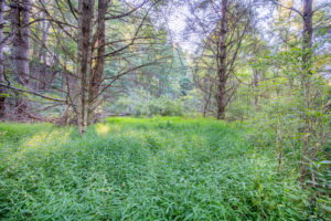 Cox Store Rd SW, Floyd, VA 24091-68
