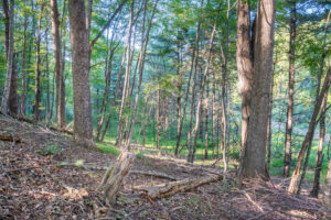 Cox Store Rd SW, Floyd, VA 24091-70