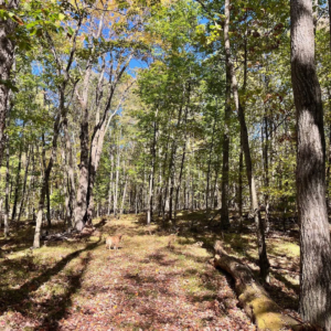 1235 White Hill Rd Bolivar NY by Access Land Co 10