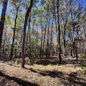 1235 White Hill Rd Bolivar NY by Access Land Co 6