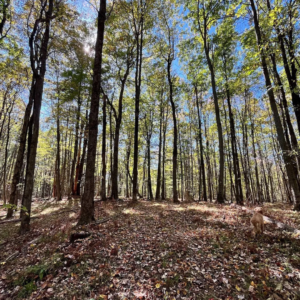 1235 White Hill Rd Bolivar NY by Access Land Co 9